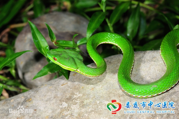 夏季毒蛇猛 小心蛇咬伤