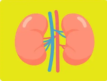 肾保健小常识：守护生命之源的秘密